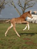 Haras de Hus : The first daughter of Don Juan de Hus is born!