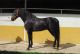 Cheval &agrave; vendre - CAMPANERO Andalusian