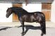 Cheval &agrave; vendre - ALIADO IV