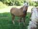 Cheval &agrave; vendre - Vandal de la Meloise
