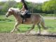 Cheval &agrave; vendre - Orane de Mai Haflinger