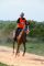Cheval - NADEEM LA LIZONNE**