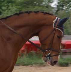 Cheval &agrave; vendre - Barry De La Fontaine sBs