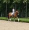Cheval &agrave; vendre - FERDINAND