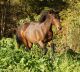 Cheval &agrave; vendre - alco des dauges CO