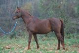 
HARAS DE LA LIZONNE : NEFOUD LA
LIZONNE AR
