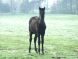 Cheval &agrave; vendre - A&iuml;da de Xira