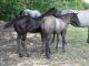 Cheval &agrave; vendre - AN POCOBURN HANCOCK Quarter Horse