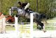 Cheval - AMOUR DE FEE SFA
