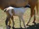 Cheval &agrave; vendre - JS FLAMINGO LYNX Paint Horse
