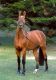 Sallie &eacute;talon - CACAO COURCELLE SFA - H. Delaroque