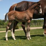 Haras de Hus : BAZOOKA X SALIERI X
LUNGAN Z