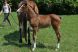 Cheval &agrave; vendre - ATLANTIC SUNSHINE