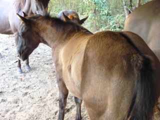 Cheval &agrave; vendre - AN POCOBURN HANCOCK Quarter Horse