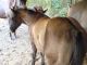 Cheval &agrave; vendre - AN POCOBURN HANCOCK Quarter Horse