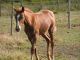 Cheval - AMOUR DE FEE SFA