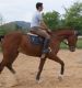 Cheval &agrave; vendre - Barry De La Fontaine sBs
