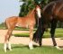 Cheval &agrave; vendre - AMADEHUS X FERGAR MAIL X ARGENTINUS