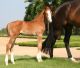 Cheval &agrave; vendre - AMADEHUS X FERGAR MAIL X ARGENTINUS Z