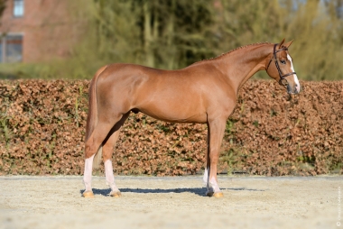 Mylord Ste Hermelle SF