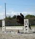 Cheval - AMOUR DE FEE SFA