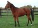 Cheval &agrave; vendre - uliska de riverland