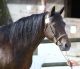 Cheval &agrave; vendre - alco des dauges CO