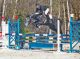 Cheval - AMOUR DE FEE SFA