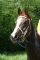 Cheval - KAYED LA LIZONNE*
