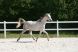 Cheval &agrave; vendre - PAZYRYK LA LIZONNE
