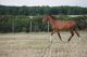 Cheval &agrave; vendre - accent de riverland SF