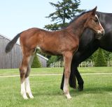 Haras de Hus : Pilot de Hus x Cornet
Obolensky x Liberty Life Z