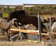 Cheval &agrave; vendre - alco des dauges CO