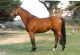 Sallie &eacute;talon - CACAO COURCELLE SFA - H. Delaroque