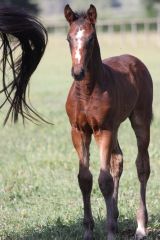 Cheval &agrave; vendre - Barcley du Soleil SF. - Barcley du Soleil - Domaine du Soleil - www.dreamclic.com