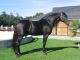 Cheval &agrave; vendre - ALIADO IV Andalusian