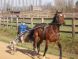Cheval &agrave; vendre - AMI D'AUBRAC