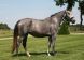 Cheval - CASSIOPEE DE HUS