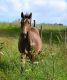 Cheval - ALYPSA DES BLES SF