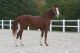 Cheval &agrave; vendre - POTCHEMO  LA LIZONNE AR