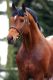 Sallie &eacute;talon - captain paul pl&eacute;ville* Hanoverian - Cosinus Prod