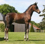 Haras de Hus : Soliman x Rohdiamant x
Furore Hanoverian