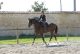 Cheval - AMOUR DE FEE SFA