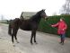 Cheval &agrave; vendre - Isabelle (Obst. 1A)