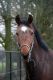 Cheval &agrave; vendre - Qatar Z (Obst. 3A) KWPN