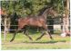 Cheval &agrave; vendre - AKTION DE BELHEME