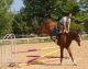 Cheval &agrave; vendre - Barry De La Fontaine sBs