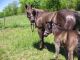 Cheval &agrave; vendre - AN HANCOCK GIRL Quarter Horse