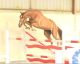 Cheval - AMOUR DE FEE SFA