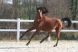 Cheval - OUARGLA LA LIZONNE